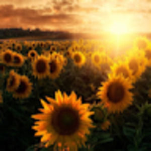 Meet your Posher, Ariel